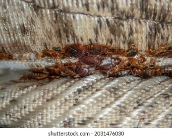 Serious Bed Bug Infestation, Bed Bugs Developed Unnoticed On The Mattress In Folds And Seams.