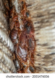 Serious Bed Bug Infestation, Bed Bugs Developed Unnoticed On The Mattress In Folds And Seams.