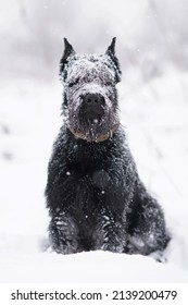 Serious black Giant Schnauzer dog with cropped ears wearing a collar and posing outdoors sitting on a snow in winter