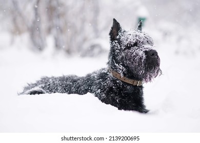 Serious black Giant Schnauzer dog with cropped ears wearing a collar and posing outdoors lying down in a snow in winter