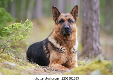 Serious black and tan German Shepherd dog posing outdoors in a forest lying down on a ground in spring