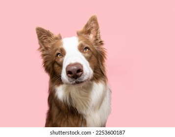 Serious border collie portrait looking at camera. Isolated on pink pastel background - Shutterstock ID 2253600187