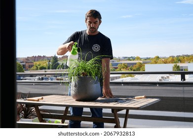 Serious Brutal Male Gardener Spraying Green Potted Ponytail Palm At Table On Balcony On Sunny Day