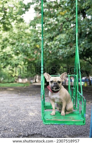 A serious bulldog breed dog rides on a swing on a playground on a sunny summer morning looking directly at the camera. 