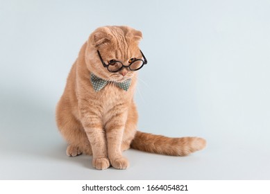 Serious cat in bow tie wearing glasses sitting on blue background and looking at copy space. Business, education banner