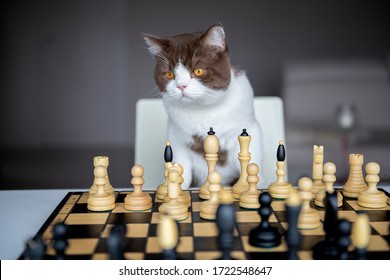 365 Cat playing chess Stock Photos, Images & Photography | Shutterstock