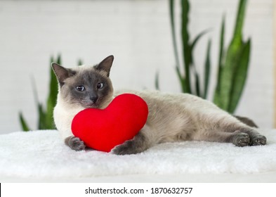 Serious Cat With Soft Plush Heart Toy.  Love, Valentine Day, Pets Friendly And Care Concept. Selective Focus