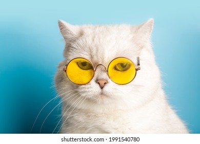 Serious cat in sunglasses. Pet with glasses on a blue sunny background. Funny pets, party, vacation, travel, summer, education concept.