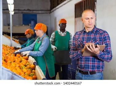 Serious Cheerful Owner Of Fruit Warehouse Checking Work Of Female Employees Engaged In Tangerines Sorting 