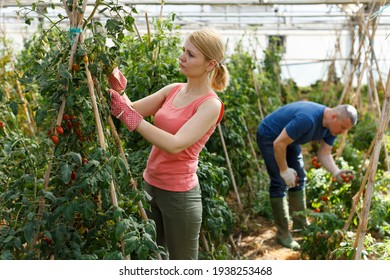 Serious couple of gardeners working with tomatoes seedlings in hothouse