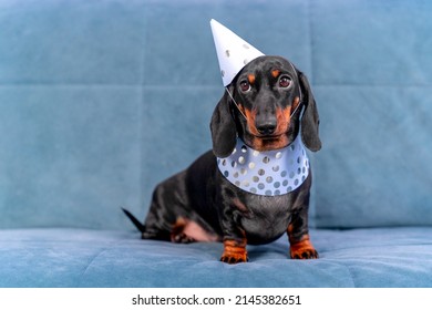 A Serious And Cute Dachshund Puppy Sits In A Festive Cap And Collar On The Couch At Home. The Dog Is Waiting For A Birthday Present.