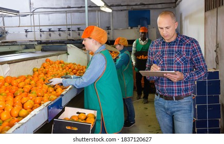 Serious Diligent Positive Cheerful Smiling Owner Of Fruit Warehouse Checking Work Of Female Employees Engaged In Tangerines Sorting