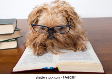 Serious Dog In The Glasses Read A Book