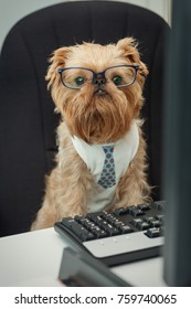 Serious Dog In Glasses Working At A Computer In The Office