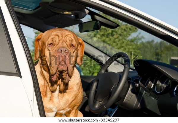 Serious driver dog\
sitting inside the car