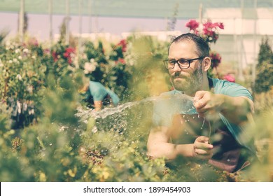 Serious farmer watering garden from hose and looking at plants. Frowning bearded male gardener in glasses and apron working in conservatory. Selective focus. Commercial gardening and summer concept - Powered by Shutterstock