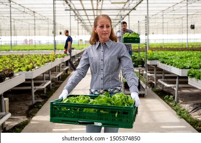 Serious Farmer Woman Holds A Crate With Salad. Greenhouse And Workers