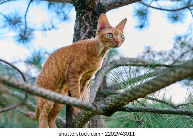 Serious Ginger Cat Devon Rex On A Tree Attentively Watching Hunts