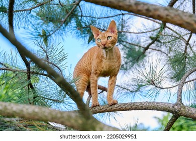 Serious Ginger Cat Devon Rex On A Tree Attentively Watching Hunts