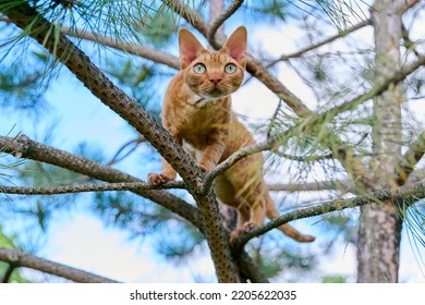 Serious Ginger Cat Devon Rex On A Tree Attentively Watching Hunts