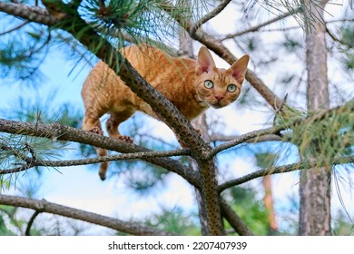 Serious Ginger Cat Devon Rex On A Tree Attentively Watching Hunts