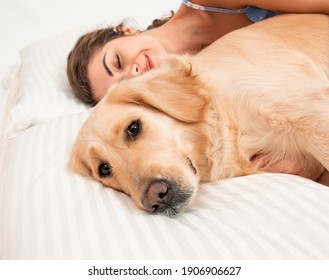 Serious Golden Retriever Dog Sleeping On The Bed. Dog Covered In White Blanket. Spanding Time At Home. Cozyness And Funny Dog. Top View Photo Concept. Closeup