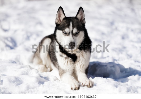 Serious Husky Lying On Snow Portrait の写真素材 今すぐ編集