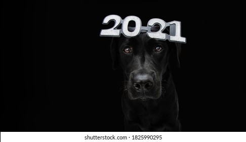 Serious labrador dog celebrating new year 2021 with text glasses. Isolated on black background.