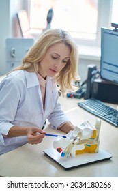 Serious Lady Doctor Showing An Auditory System Demonstration Model