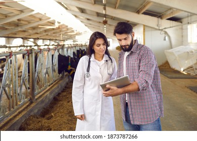 Serious male farmer and female cattle veterinarian standing in barn studying livestock data on tablet or keeping track of cows' health records. Taking care of animals and dairy herd management process - Powered by Shutterstock