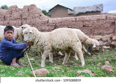 Serious Native American Boy With Sheep In The Farm.