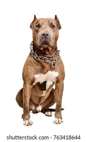 Serious pit bull dog isolated on white background