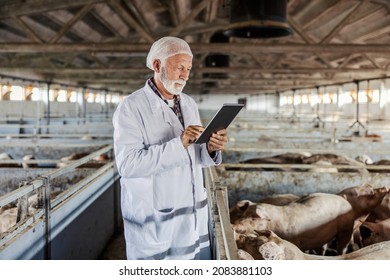Serious senior veterinarian standing in a barn and checking on pigs while using a tablet. Technology in veterinary Medicine. A veterinarian using a tablet in the stable.