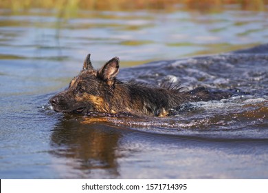 Serious wet long-haired black and tan German Shepherd dog swimming in a river in hot summer