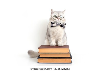 serious white cat in a bow tie and glasses, standing on a stack of books, isolated
