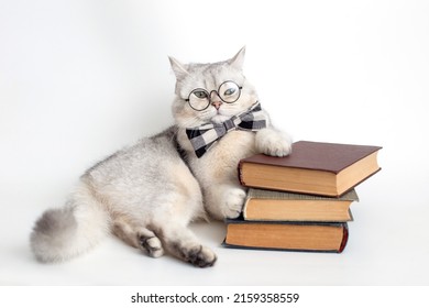 Serious white cat in a gray bow tie and glasses, lies on a stack of old books