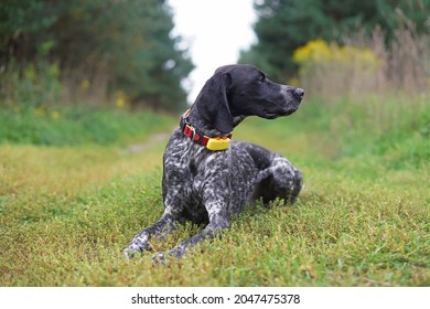 Serious young black and white Greyster dog posing outdoors wearing a red collar with a yellow GPS tracker on it lying down on a green grass in summer