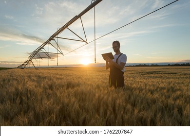 Serious young Caucasian farmer or agronomist standing in ripe wheat field beneath center pivot irrigation system and using a tablet at sunset