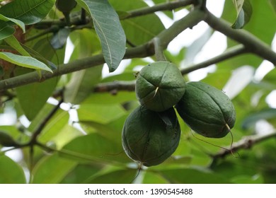 318 Malabar chestnut Images, Stock Photos & Vectors | Shutterstock