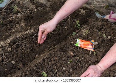 Serock, Poland - April 18, 2020: Sowing Vegetables In The Home Garden, Spring Garden Work. Preparation Of The Bed Before Sowing Vegetables, Soiled Soil.