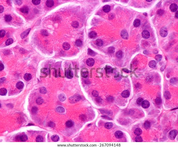 Serous Acini Human Pancreas Pancreas Full Stock Photo (Edit Now) 267094148