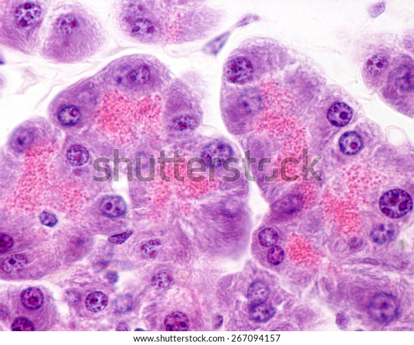 Serous Acini Pancreas Full Secretory Granules Stock Photo (Edit Now ...