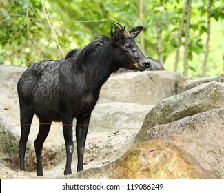 Serow