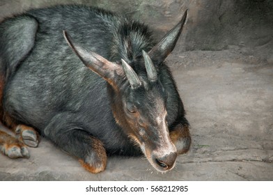 Serow