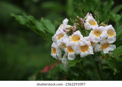 serpent tree or china doll or radermachera sinica, the flowers are clusters of many light pink flowers. the flower cavity is golden yellow to orange. good smell all day and all night.
