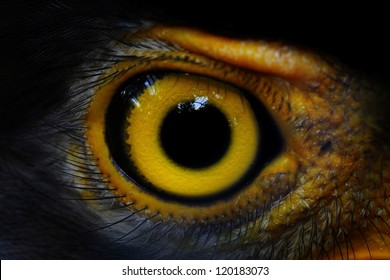  Serpent-Eagle close-up face.(Spilornis cheela)