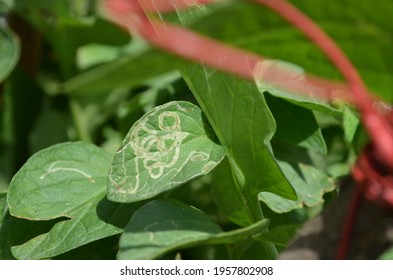 Serpentine Leaf Miner Is A Larva Of A Fly, Liriomyza Brassicae, In The Family Agromyzidae, The Leaf Miner Flies. Back Side Of The Dahlia Leaf Is Larva And Front Side Of The Leaf,it's Mining Effect.