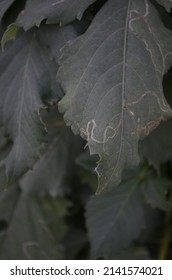 Serpentine Leaf Miner Is A Larva Of A Fly, Liriomyza Brassicae, In The Family Agromyzidae, The Leaf Miner Flies. Back Side Of The Dahlia Leaf Is Larva And Front Side Of The Leaf,it's Mining Effect.