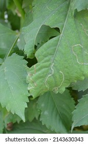 Serpentine Leaf Miner Is A Larva Of A Fly, Liriomyza Brassicae, In The Family Agromyzidae, The Leaf Miner Flies. Back Side Of The Dahlia Leaf Is Larva And Front Side Of The Leaf,it's Mining Effect.