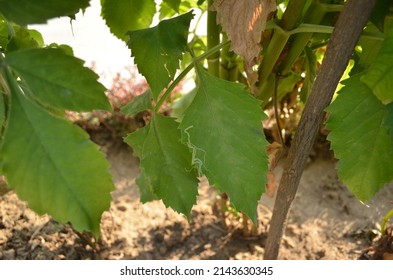 Serpentine Leaf Miner Is A Larva Of A Fly, Liriomyza Brassicae, In The Family Agromyzidae, The Leaf Miner Flies. Back Side Of The Dahlia Leaf Is Larva And Front Side Of The Leaf,it's Mining Effect.